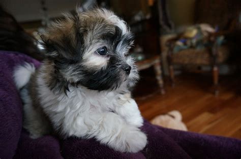 Find Dogs for <b>Sale</b> <b>in</b> Monroe, MI on Oodle Classifieds. . Puppies for sale in michigan